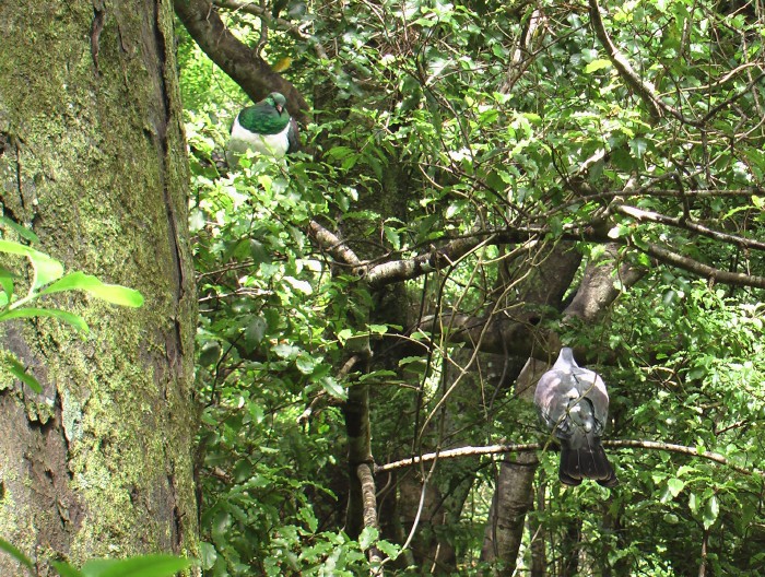 New Zealand Pigeon